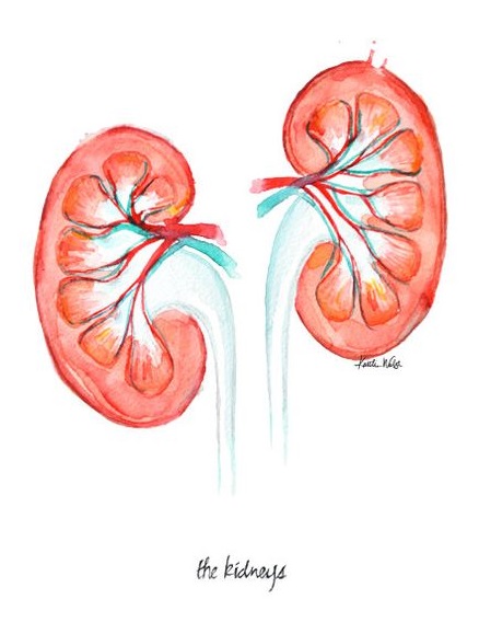 КТ почек и надпочечников, урография, ангиография почечных артерий